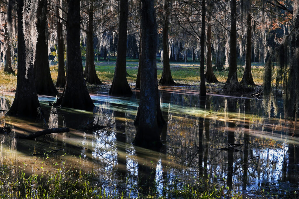 Florida cypress swamp with bald cypress trees draped in Spanish moss reflecting on still wetland water at golden hour, representing Drummond Carpenter wetland assessment and environmental engineering services for natural systems and water resource protection
