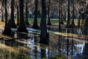 Florida cypress swamp with bald cypress trees draped in Spanish moss reflecting on still wetland water at golden hour, representing Drummond Carpenter wetland assessment and environmental engineering services for natural systems and water resource protection
