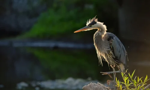 Great Blue Heron Natural Environment Engineering