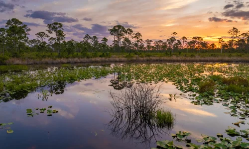 Florida Wetland Ecosystem Water Resource Engineering