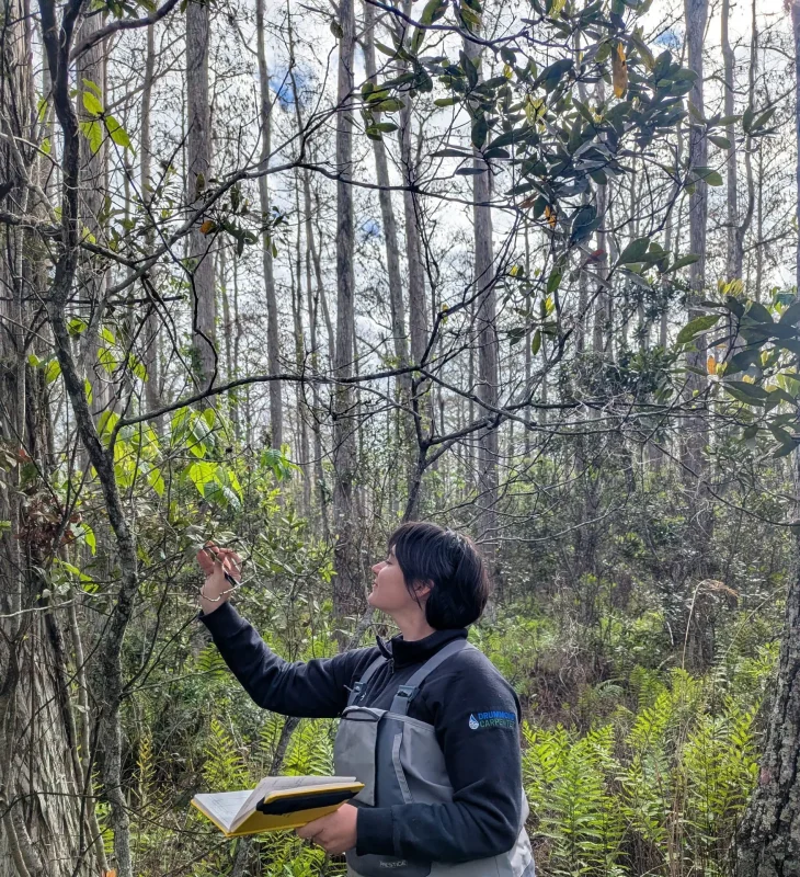 Drummond Carpenter environmental scientist in waders examining tree leaves and recording field notes during wetland vegetation monitoring in a Florida forested wetland.