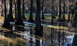 Florida cypress swamp with bald cypress trees draped in Spanish moss reflecting on still wetland water at golden hour, representing Drummond Carpenter wetland assessment and environmental engineering services for natural systems and water resource protection